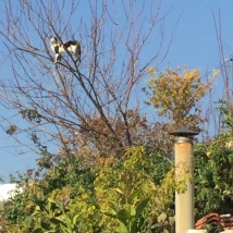 One of the feral Cyprus Cats that hang out in the neighbourhood.