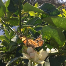 Painted Lady on lemon blossoms